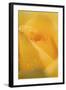 Cultivated Rose (Rosa sp.) close-up of yellow flower petals, after rainshower-Nicholas & Sherry Lu Aldridge-Framed Photographic Print