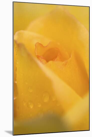 Cultivated Rose (Rosa sp.) close-up of yellow flower petals, after rainshower-Nicholas & Sherry Lu Aldridge-Mounted Photographic Print