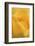 Cultivated Rose (Rosa sp.) close-up of yellow flower petals, after rainshower-Nicholas & Sherry Lu Aldridge-Framed Photographic Print