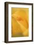 Cultivated Rose (Rosa sp.) close-up of yellow flower petals, after rainshower-Nicholas & Sherry Lu Aldridge-Framed Photographic Print