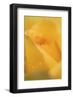 Cultivated Rose (Rosa sp.) close-up of yellow flower petals, after rainshower-Nicholas & Sherry Lu Aldridge-Framed Photographic Print