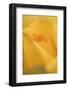 Cultivated Rose (Rosa sp.) close-up of yellow flower petals, after rainshower-Nicholas & Sherry Lu Aldridge-Framed Photographic Print