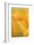 Cultivated Rose (Rosa sp.) close-up of yellow flower petals, after rainshower-Nicholas & Sherry Lu Aldridge-Framed Photographic Print