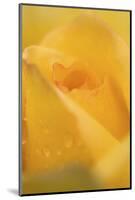 Cultivated Rose (Rosa sp.) close-up of yellow flower petals, after rainshower-Nicholas & Sherry Lu Aldridge-Mounted Photographic Print