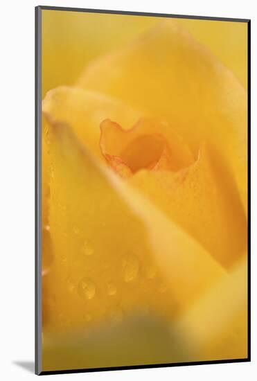 Cultivated Rose (Rosa sp.) close-up of yellow flower petals, after rainshower-Nicholas & Sherry Lu Aldridge-Mounted Photographic Print