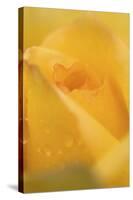 Cultivated Rose (Rosa sp.) close-up of yellow flower petals, after rainshower-Nicholas & Sherry Lu Aldridge-Stretched Canvas