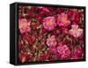 Cultivated Roses, Grown in the Dades Valley Region, High Atlas, Morocco, North Africa-Bruno Morandi-Framed Stretched Canvas