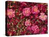 Cultivated Roses, Grown in the Dades Valley Region, High Atlas, Morocco, North Africa-Bruno Morandi-Stretched Canvas