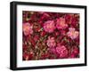 Cultivated Roses, Grown in the Dades Valley Region, High Atlas, Morocco, North Africa-Bruno Morandi-Framed Photographic Print