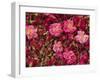 Cultivated Roses, Grown in the Dades Valley Region, High Atlas, Morocco, North Africa-Bruno Morandi-Framed Photographic Print