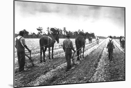 Cultivating Cotton Demonstration-George W. Ackerman-Mounted Art Print