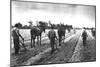 Cultivating Cotton Demonstration-George W. Ackerman-Mounted Art Print