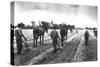 Cultivating Cotton Demonstration-George W. Ackerman-Stretched Canvas