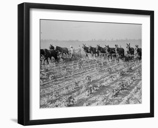 Cultivating cotton in Arkansas, 1938-Dorothea Lange-Framed Photographic Print