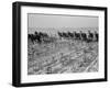 Cultivating cotton in Arkansas, 1938-Dorothea Lange-Framed Photographic Print