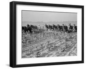 Cultivating cotton in Arkansas, 1938-Dorothea Lange-Framed Photographic Print