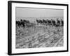 Cultivating cotton in Arkansas, 1938-Dorothea Lange-Framed Photographic Print