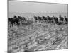 Cultivating cotton in Arkansas, 1938-Dorothea Lange-Mounted Photographic Print