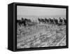 Cultivating cotton in Arkansas, 1938-Dorothea Lange-Framed Stretched Canvas