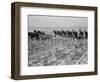 Cultivating cotton in Arkansas, 1938-Dorothea Lange-Framed Photographic Print