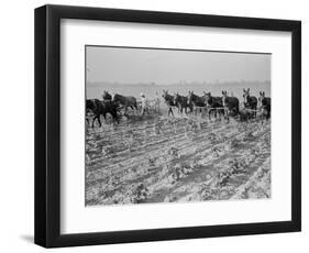 Cultivating cotton in Arkansas, 1938-Dorothea Lange-Framed Photographic Print