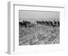 Cultivating cotton in Arkansas, 1938-Dorothea Lange-Framed Photographic Print