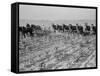 Cultivating cotton in Arkansas, 1938-Dorothea Lange-Framed Stretched Canvas