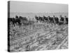 Cultivating cotton in Arkansas, 1938-Dorothea Lange-Stretched Canvas