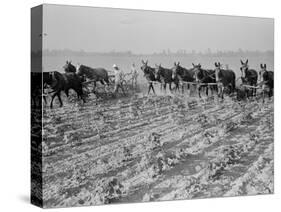 Cultivating cotton in Arkansas, 1938-Dorothea Lange-Stretched Canvas