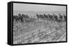 Cultivating Cotton-Dorothea Lange-Framed Stretched Canvas