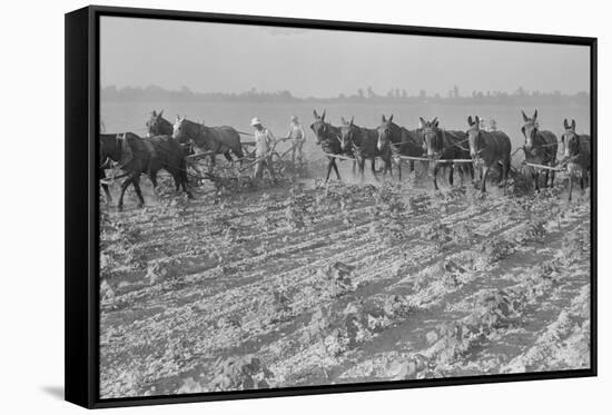 Cultivating Cotton-Dorothea Lange-Framed Stretched Canvas