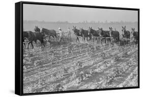 Cultivating Cotton-Dorothea Lange-Framed Stretched Canvas