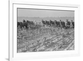 Cultivating Cotton-Dorothea Lange-Framed Premium Giclee Print