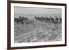 Cultivating Cotton-Dorothea Lange-Framed Premium Giclee Print