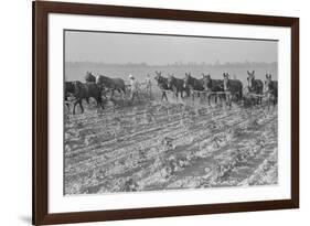 Cultivating Cotton-Dorothea Lange-Framed Premium Giclee Print