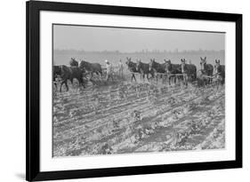 Cultivating Cotton-Dorothea Lange-Framed Premium Giclee Print