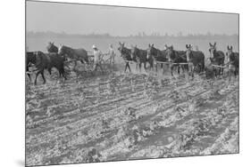 Cultivating Cotton-Dorothea Lange-Mounted Premium Giclee Print