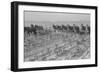 Cultivating Cotton-Dorothea Lange-Framed Art Print