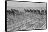 Cultivating Cotton-Dorothea Lange-Framed Stretched Canvas