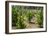 Cultivation and Pepper Trees, Sarawak, Malaysian Borneo, Malaysia, Southeast Asia, Asia-Nico Tondini-Framed Photographic Print