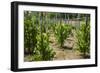 Cultivation and Pepper Trees, Sarawak, Malaysian Borneo, Malaysia, Southeast Asia, Asia-Nico Tondini-Framed Photographic Print