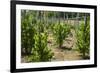 Cultivation and Pepper Trees, Sarawak, Malaysian Borneo, Malaysia, Southeast Asia, Asia-Nico Tondini-Framed Photographic Print