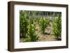 Cultivation and Pepper Trees, Sarawak, Malaysian Borneo, Malaysia, Southeast Asia, Asia-Nico Tondini-Framed Photographic Print