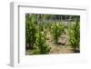 Cultivation and Pepper Trees, Sarawak, Malaysian Borneo, Malaysia, Southeast Asia, Asia-Nico Tondini-Framed Photographic Print