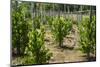 Cultivation and Pepper Trees, Sarawak, Malaysian Borneo, Malaysia, Southeast Asia, Asia-Nico Tondini-Mounted Photographic Print