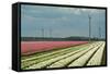 Cultivation of Flower Bulbs in Spring-Jan Marijs-Framed Stretched Canvas