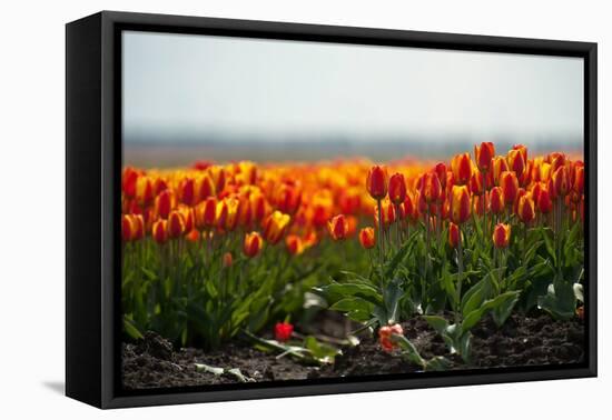 Cultivation of Flower Bulbs in Spring-Jan Marijs-Framed Stretched Canvas