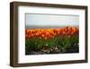 Cultivation of Flower Bulbs in Spring-Jan Marijs-Framed Premium Photographic Print