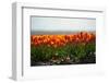 Cultivation of Flower Bulbs in Spring-Jan Marijs-Framed Premium Photographic Print