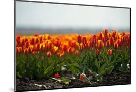 Cultivation of Flower Bulbs in Spring-Jan Marijs-Mounted Premium Photographic Print